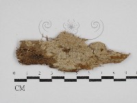 藏品(阿太菌屬)的圖片