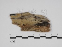 藏品(絲齒菌屬)的圖片