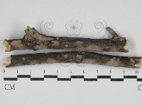 藏品(筍殼菌屬)的圖片