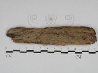 藏品(射脈菌屬)的圖片