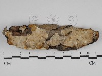 藏品(骨皮菌屬)的圖片