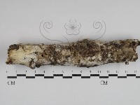 藏品(擬筍殼菌屬)的圖片