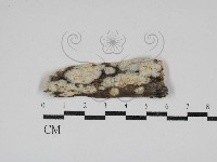 藏品(擬筍殼菌屬)的圖片