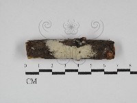 藏品(齒耳菌屬)的圖片