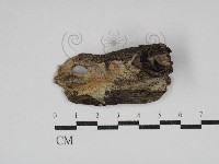 藏品(射脈菌屬)的圖片