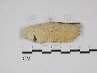 藏品(擬筍殼菌屬)的圖片