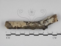 藏品(剛毛絲皮菌)的圖片