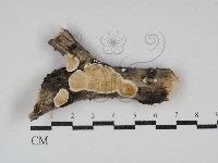 藏品(骨皮菌屬)的圖片