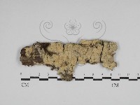 藏品(絲齒菌屬)的圖片