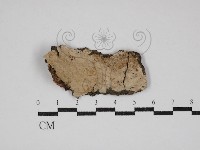 藏品(刺皮菌屬)的圖片