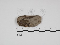 藏品(筍殼菌屬)的圖片