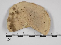 藏品(黄柄小孔菌)的圖片