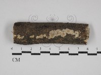 藏品(硬孔菌屬)的圖片