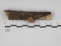 藏品(硬孔菌屬)的圖片