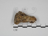 藏品(硬孔菌屬)的圖片