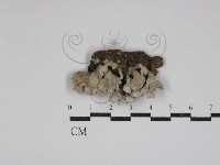 藏品(裂褶菌)的圖片