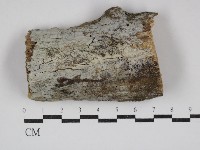 藏品(傑克菌屬)的圖片