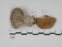 藏品(栓菌屬)的圖片