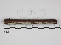 藏品(冇骨消絲齒菌)的圖片