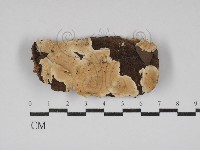 藏品(齒耳菌屬)的圖片