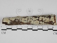 藏品(射脈菌屬)的圖片