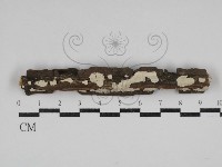 藏品(顯絲菌屬)的圖片