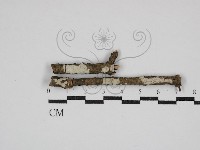 藏品(盤革菌屬)的圖片