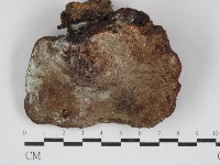 藏品(靈芝屬)的圖片