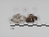 藏品(裂褶菌)的圖片