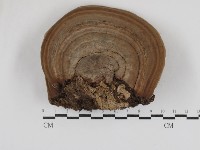 藏品(靈芝屬)的圖片