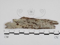 藏品(阿太菌屬)的圖片