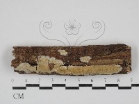 藏品(雲南無扣菌)的圖片