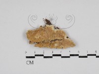 藏品(絲齒菌屬)的圖片