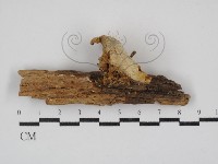 藏品(寡孔菌屬)的圖片