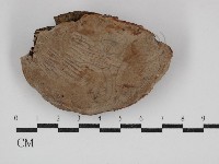 藏品(靈芝屬)的圖片