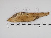 藏品(骨皮菌屬)的圖片