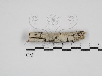 藏品(剛毛絲皮菌)的圖片