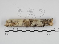 藏品(絲齒菌屬)的圖片