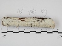 藏品(射脈菌屬)的圖片