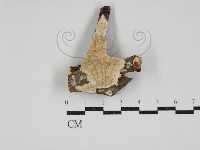 藏品(齒耳菌屬)的圖片