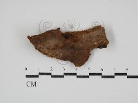 藏品(木層孔菌屬)的圖片