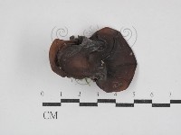 藏品(毛木耳)的圖片