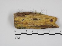 藏品(白邊黃孔菌)的圖片