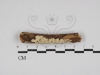 藏品(齒耳菌屬)的圖片