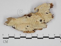 藏品(齒耳菌屬)的圖片