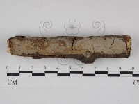 藏品(刺皮菌屬)的圖片