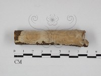 藏品(刺皮菌屬)的圖片