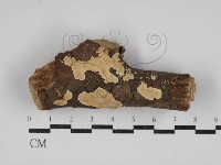 藏品(齒耳菌屬)的圖片