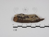 藏品(射脈菌屬)的圖片