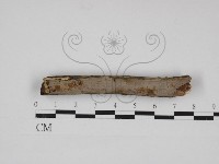 藏品(刺革菌屬)的圖片